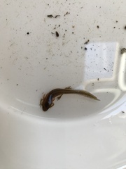 Lissotriton