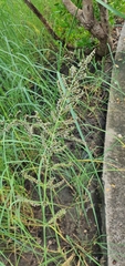 Echinochloa pyramidalis