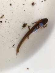 Lissotriton