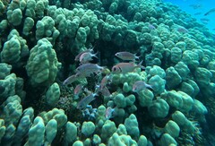 Sargocentron diadema