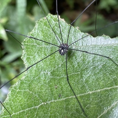 Pseudogagrella amamiana