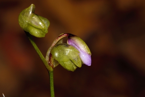 Murdannia simplex image