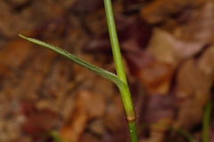 Murdannia simplex image