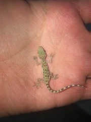 Cyrtopodion scabrum