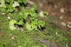 Anogramma leptophylla