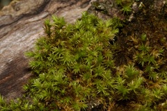 Orthotrichaceae