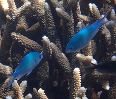 Chromis viridis