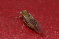 Psyllidae