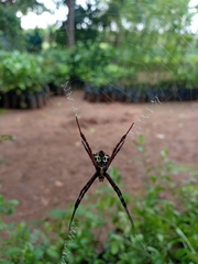 Argiope anasuja