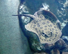 Potamotrygon motoro