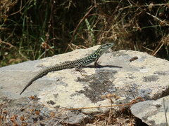 Podarcis siculus tyrrhenicus