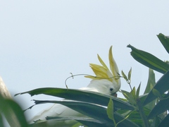 Cacatua sulphurea