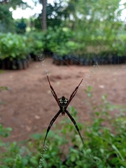 Argiope anasuja