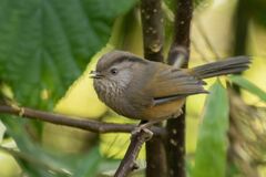 Fulvetta manipurensis