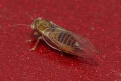 Psyllidae