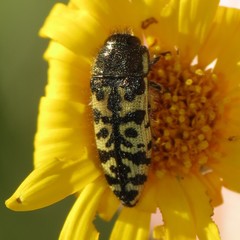 Acmaeodera decipiens