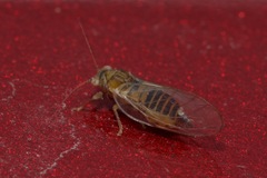 Psyllidae