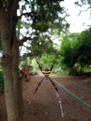 Argiope anasuja