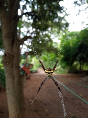 Argiope anasuja