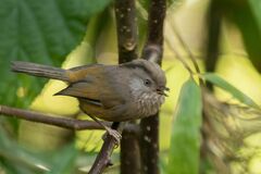 Fulvetta manipurensis
