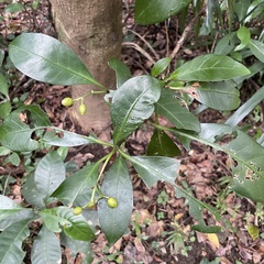 Psychotria manillensis