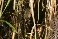 Spelaeornis badeigularis