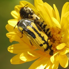 Acmaeodera amplicollis