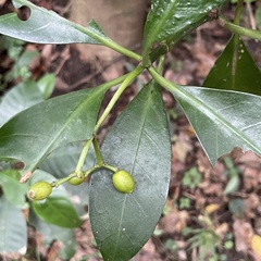 Psychotria manillensis