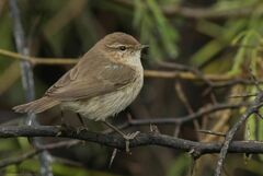 Phylloscopus sindianus