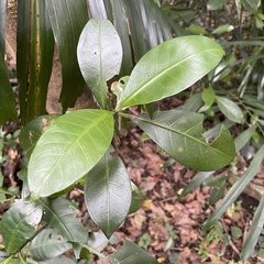 Psychotria manillensis