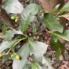 Psychotria manillensis