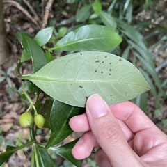 Psychotria manillensis