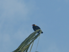 Gracula religiosa