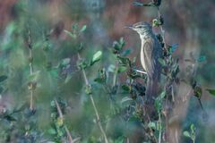 Acrocephalus orientalis