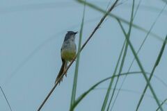 Prinia flaviventris