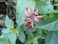 Calendula officinalis