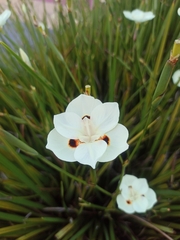 Dietes bicolor