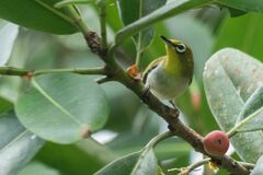 Zosterops palpebrosus