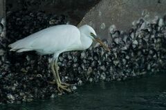 Egretta