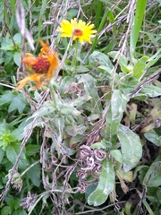 Calendula officinalis
