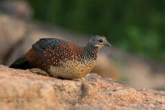 Galloperdix lunulata