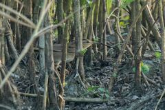 Helopsaltes certhiola