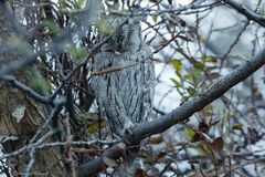 Otus brucei