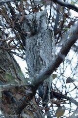 Otus brucei