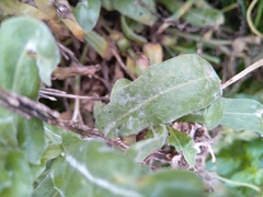 Calendula officinalis