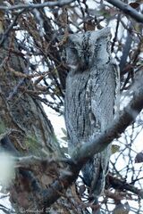 Otus brucei