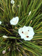 Dietes bicolor