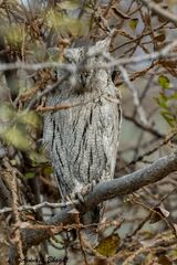 Otus brucei