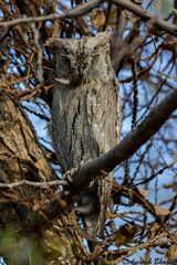 Otus brucei