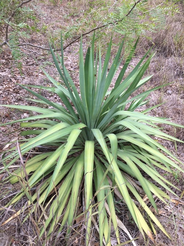 Moundlily yucca
